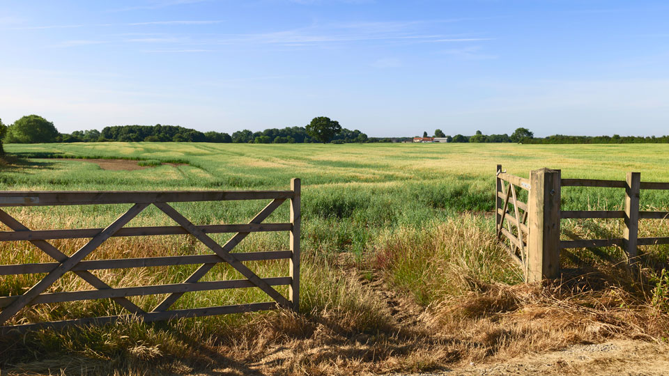 field