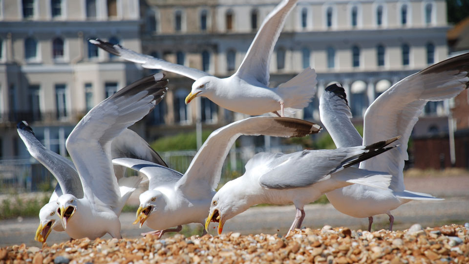 seagulls