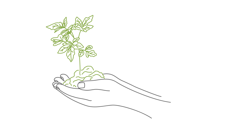 plant in hands