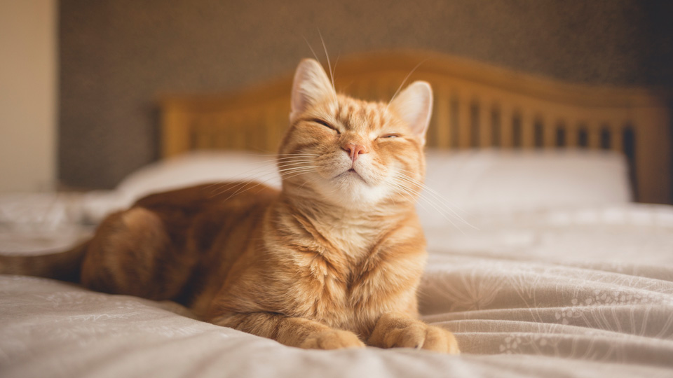 Sleepy cat