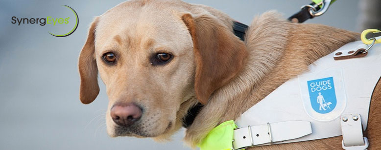 Guide dog