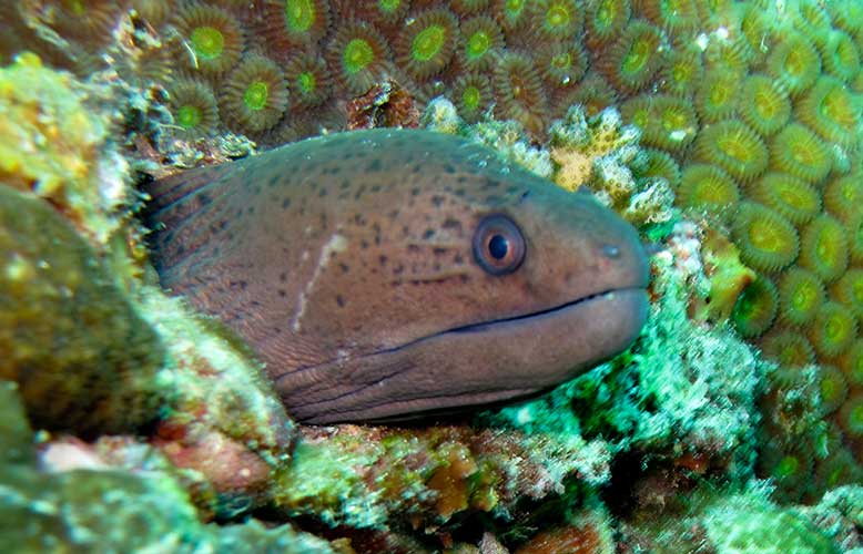 Eel