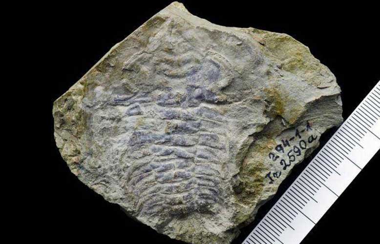 Oldest eye